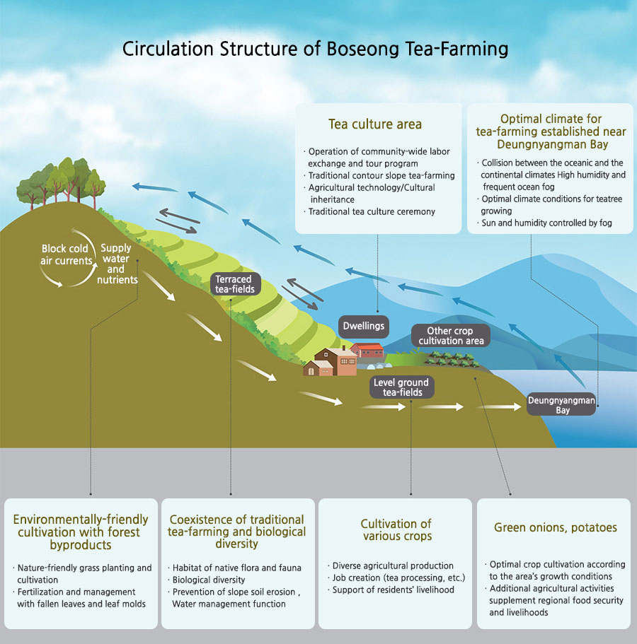 Circulation Structure of Boseong Tea-Farming 