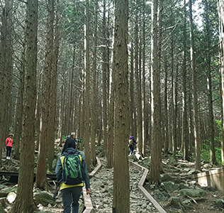 편백숲을 걷고있는 사람들